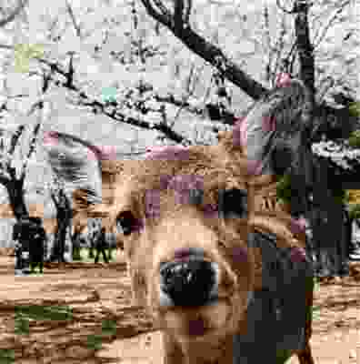 Deer in Nara Park, Japan.