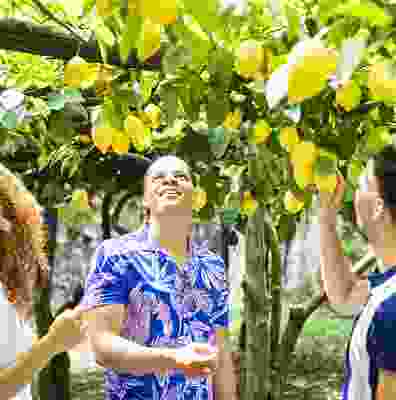 Travellers picking lemons from a tree on coastal lemon tour.