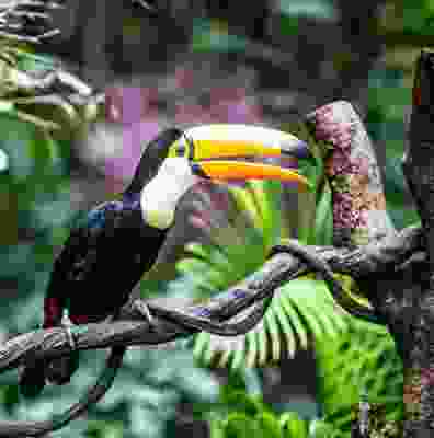 Toucan standing on a branch in Monteverde cloud forest, Costa Rica. 