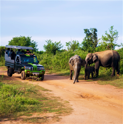 Safari jeep passing by elephants in Udawalawe.