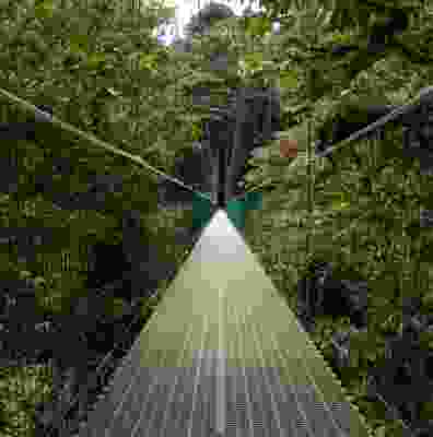Monteverde cloud forest bridge in jungle